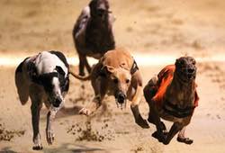 Dog Racing Newcastle