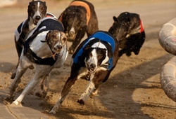 Greyhound Racing Owlerton Stadium Sheffield