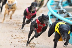 A Night At The Dogs Perry Barr