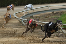 Greyhound Racing