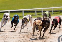 Greyhound Racing Towcester