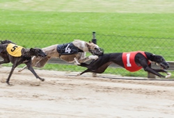 Greyhound Dog Racing 